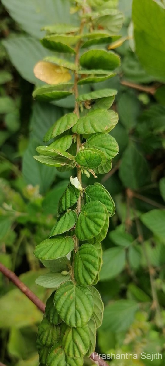 Phyllodium pulchellum (L.) Desv.